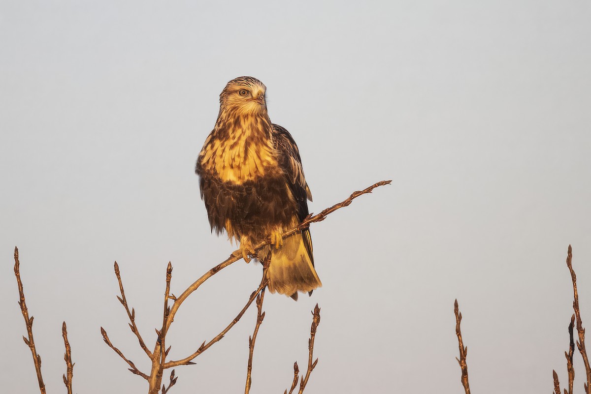 Rough-legged Hawk - ML645876884
