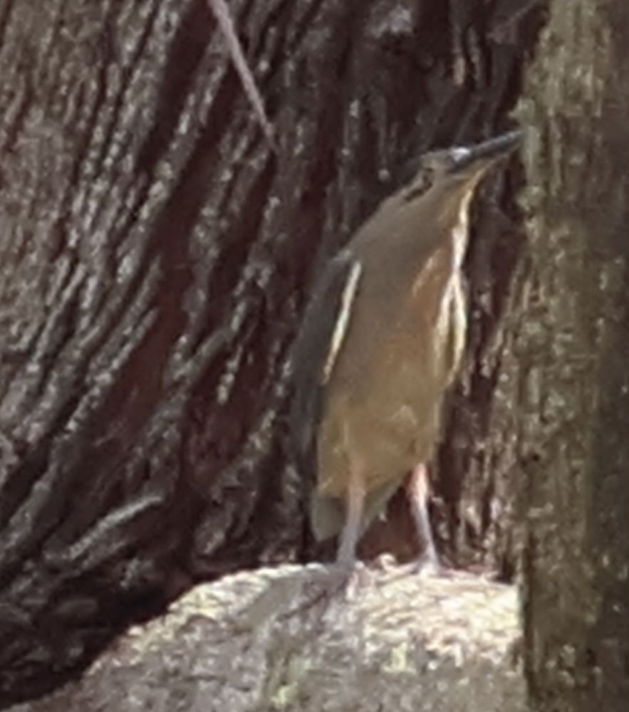 Little Heron - ML645876886