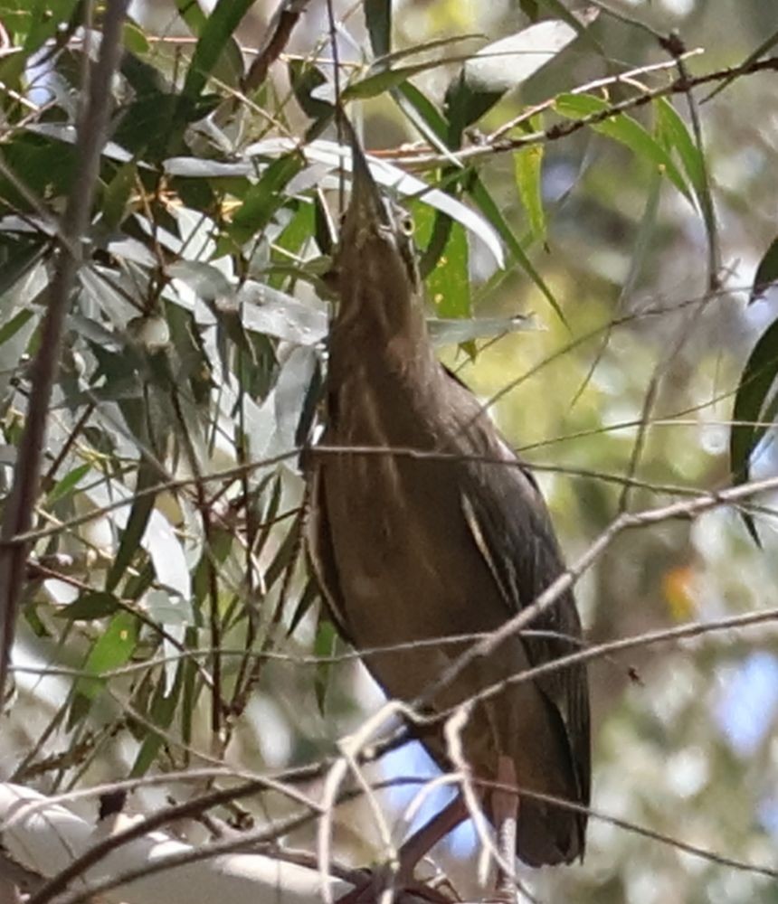 Little Heron - ML645876887
