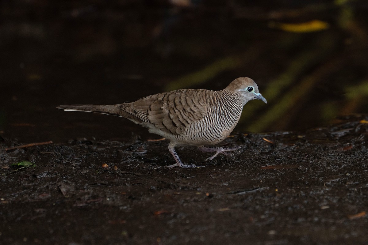 Zebra Dove - ML645876889