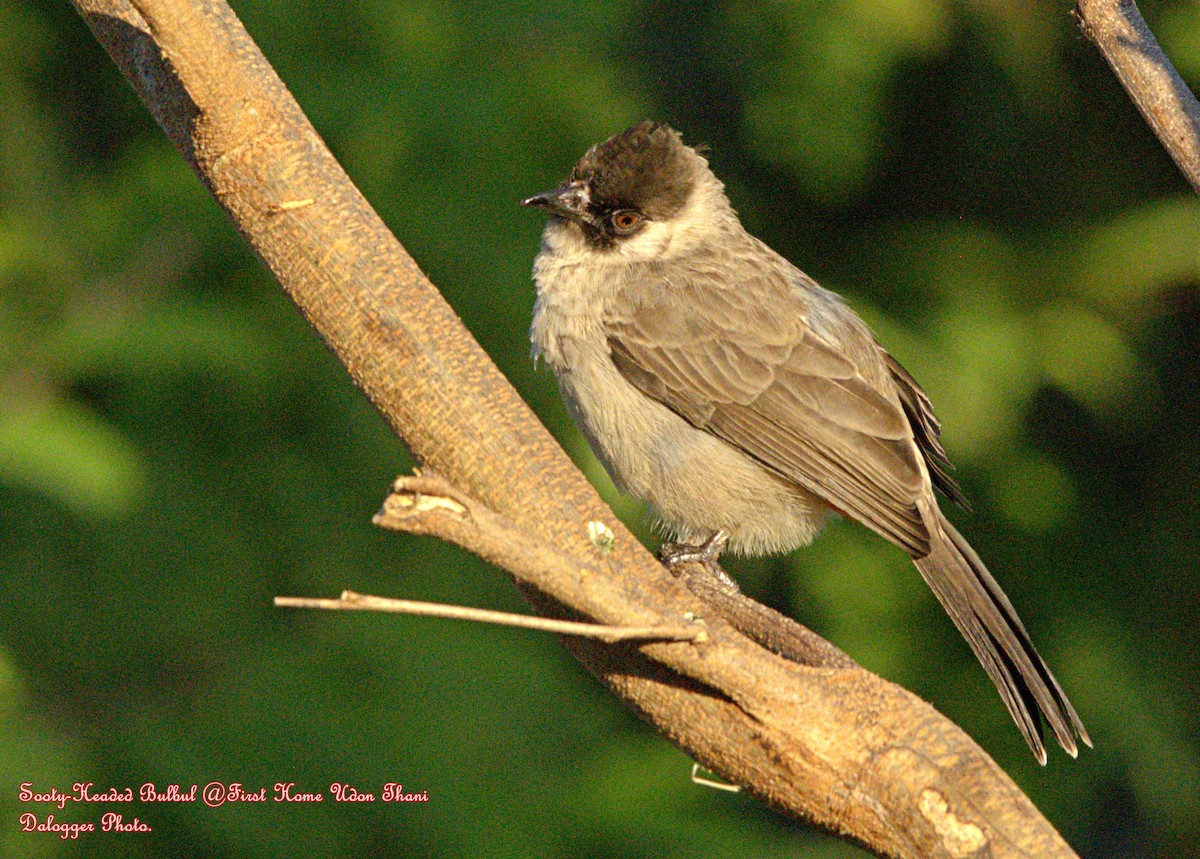 Sooty-headed Bulbul - ML645876890