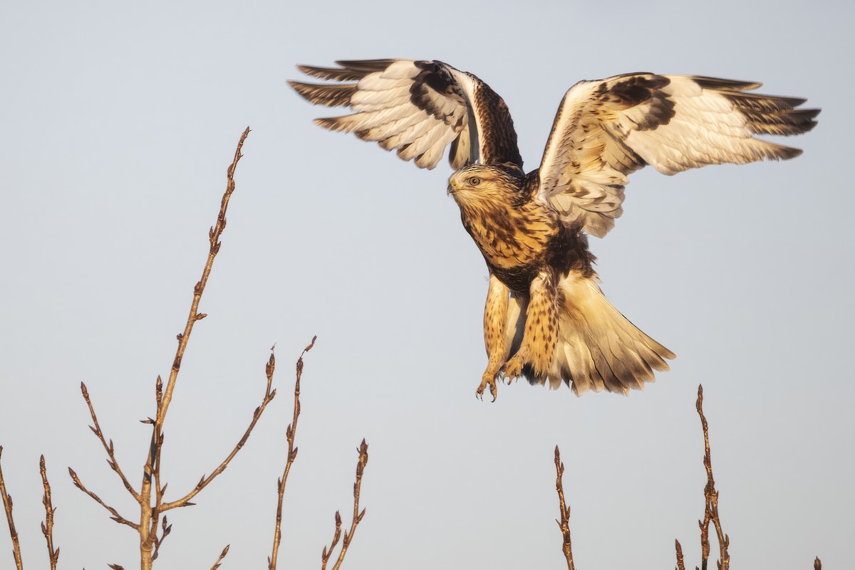 Rough-legged Hawk - ML645876893