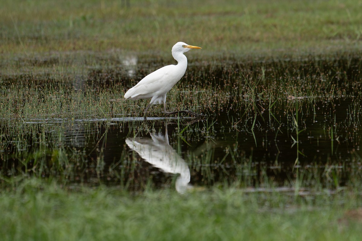 Eastern Cattle-Egret - ML645876895