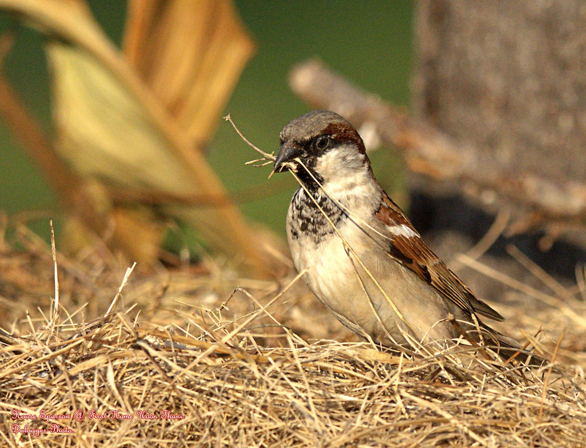 Passera oltremontana - ML645876898