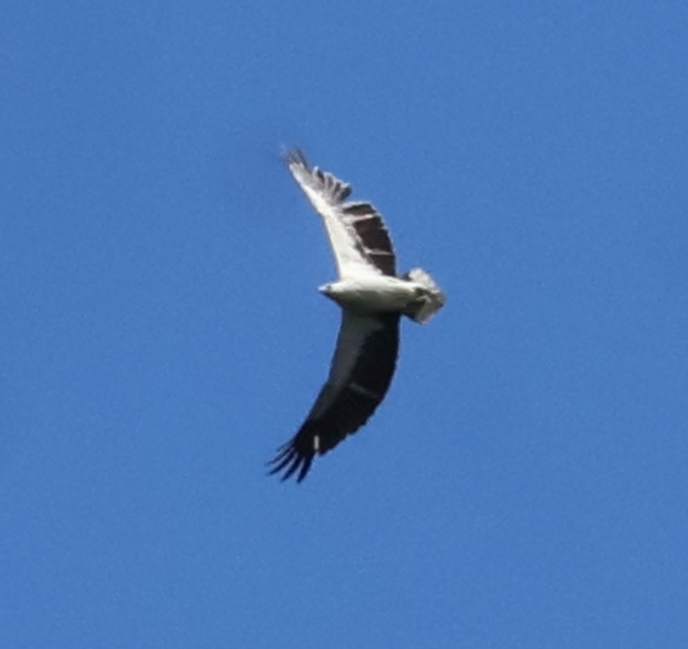 White-bellied Sea-Eagle - ML645876913