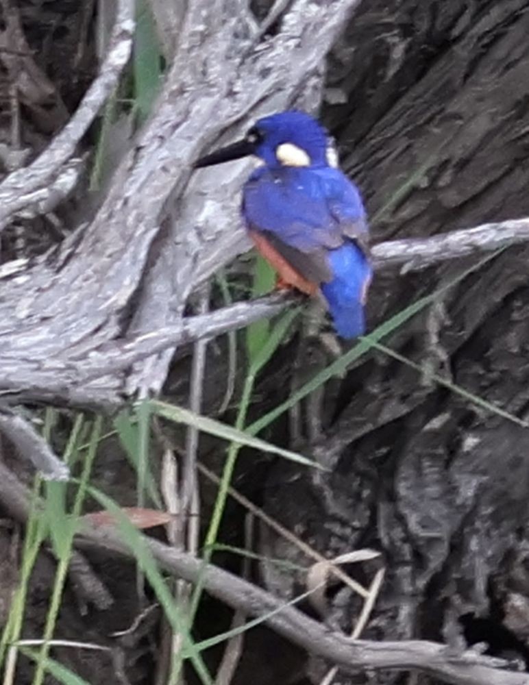 Лазурный зимородок - ML645876926