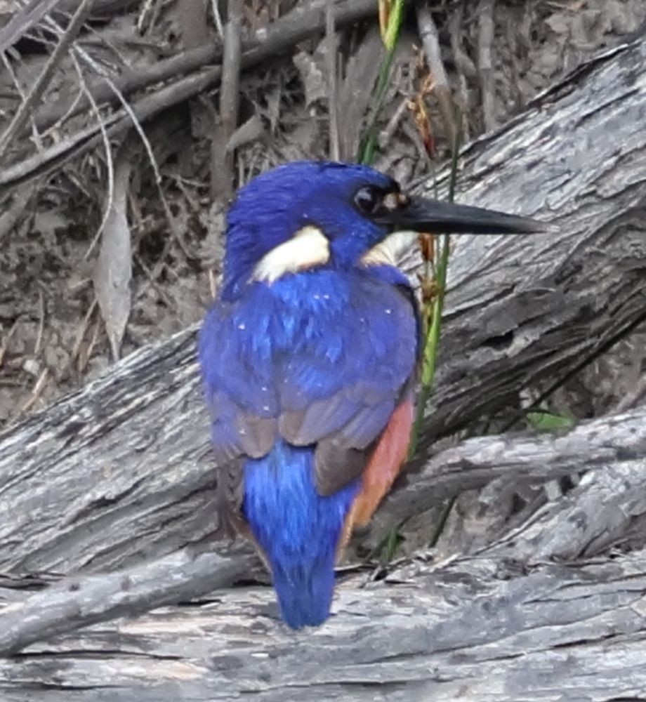 Лазурный зимородок - ML645876927