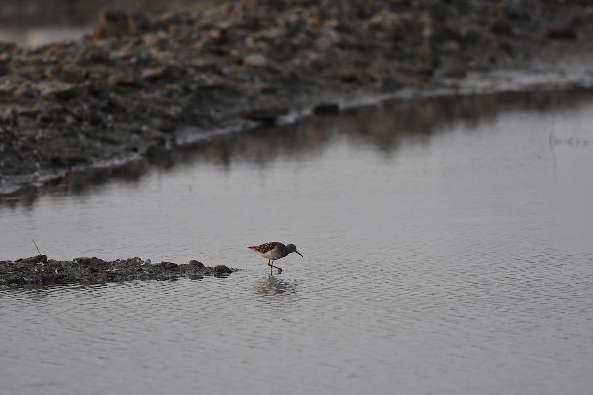 Фифи - ML645876929