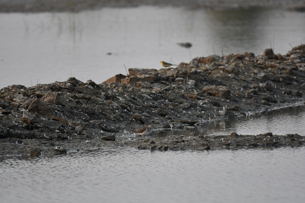 Фифи - ML645876930