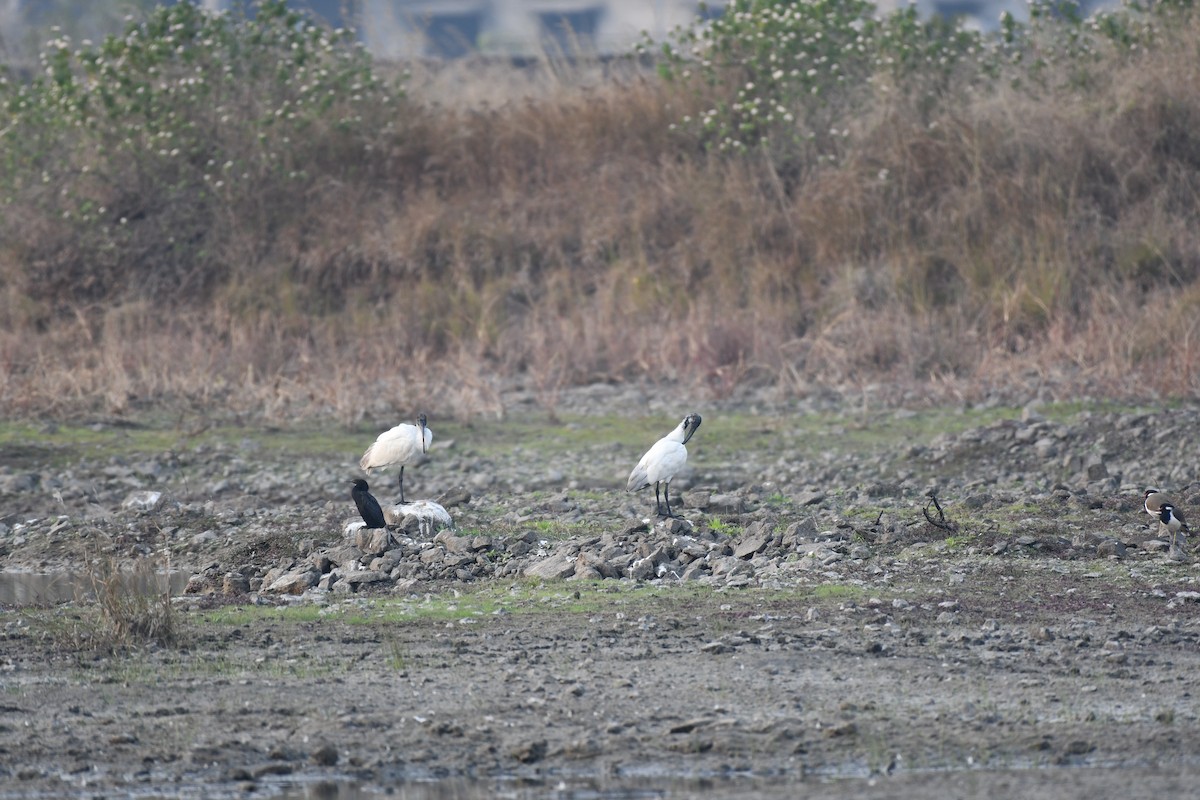 Яванский баклан - ML645876933