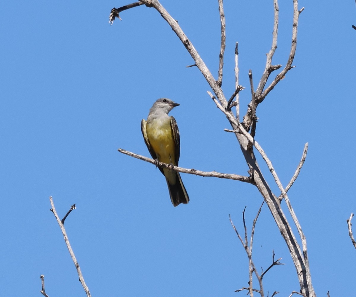 Западный тиранн - ML645876935