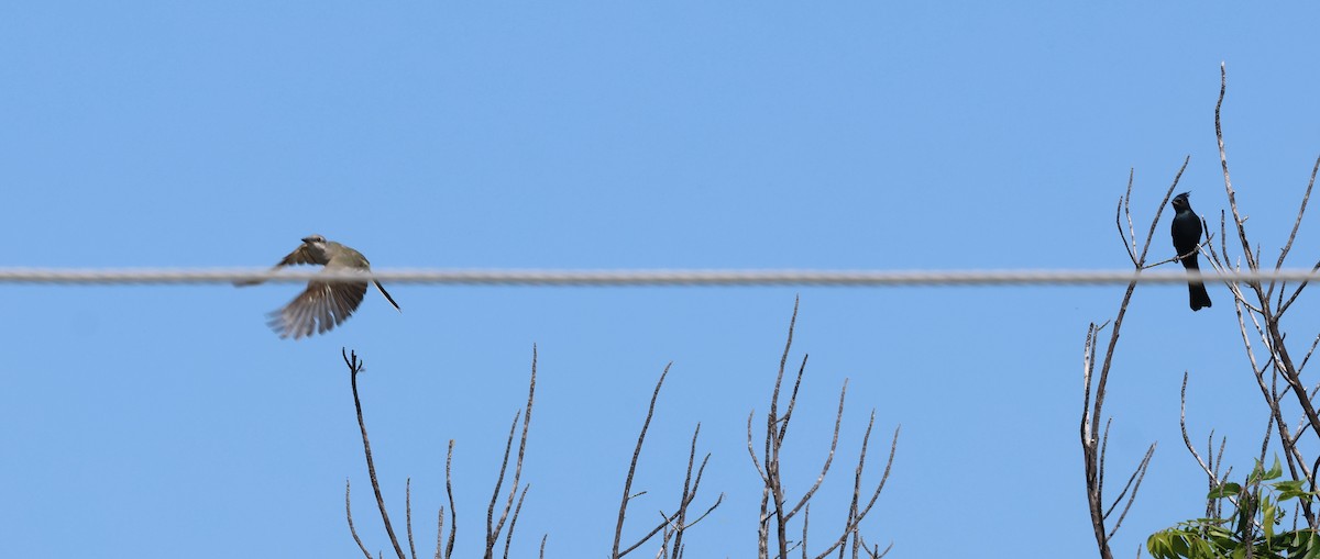 Западный тиранн - ML645876936