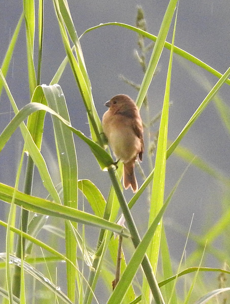 Желтобрюхий просяночник - ML645876938