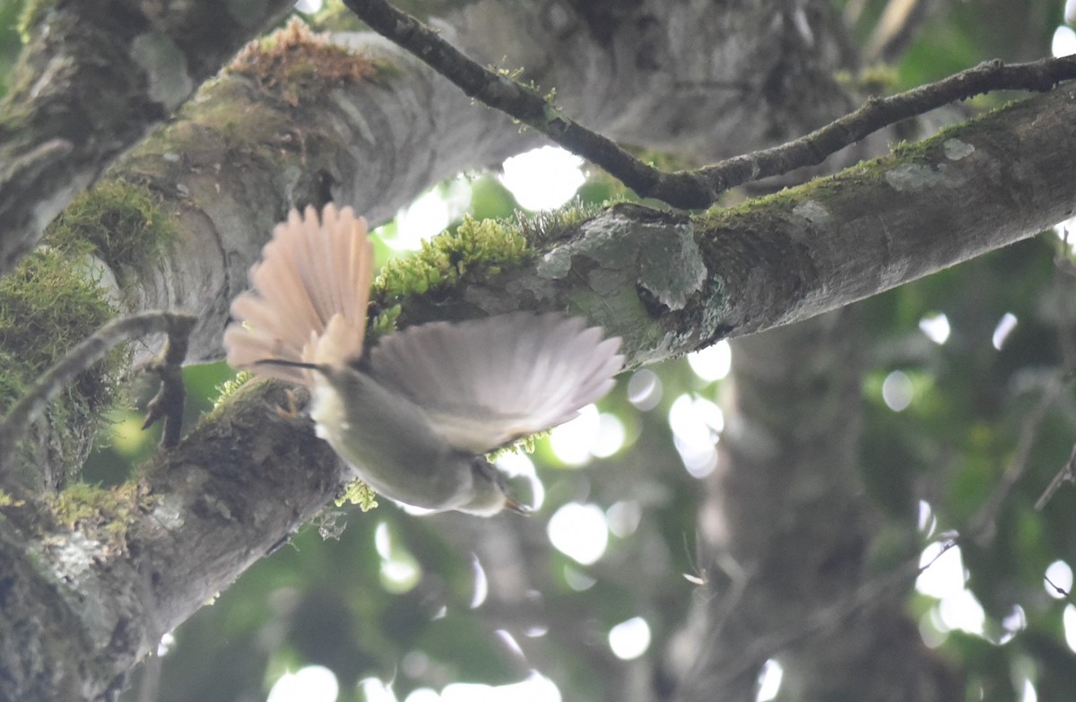 Рувензорский бюльбюль - ML645876939