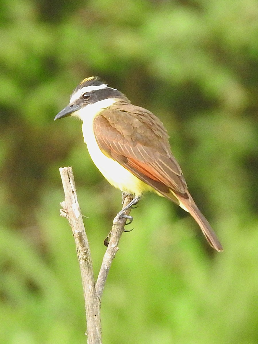 Большой бентеви, кискади - ML645876943