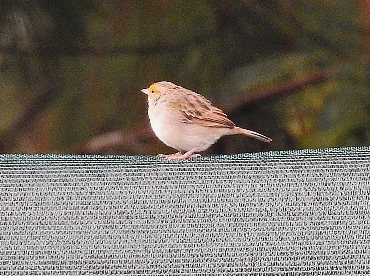 Желтощёкая овсянка-барсучок - ML645876945