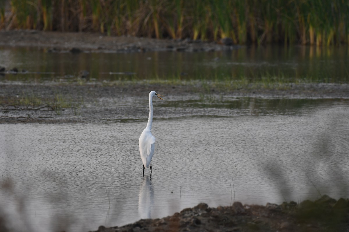 Большая белая цапля - ML645876947