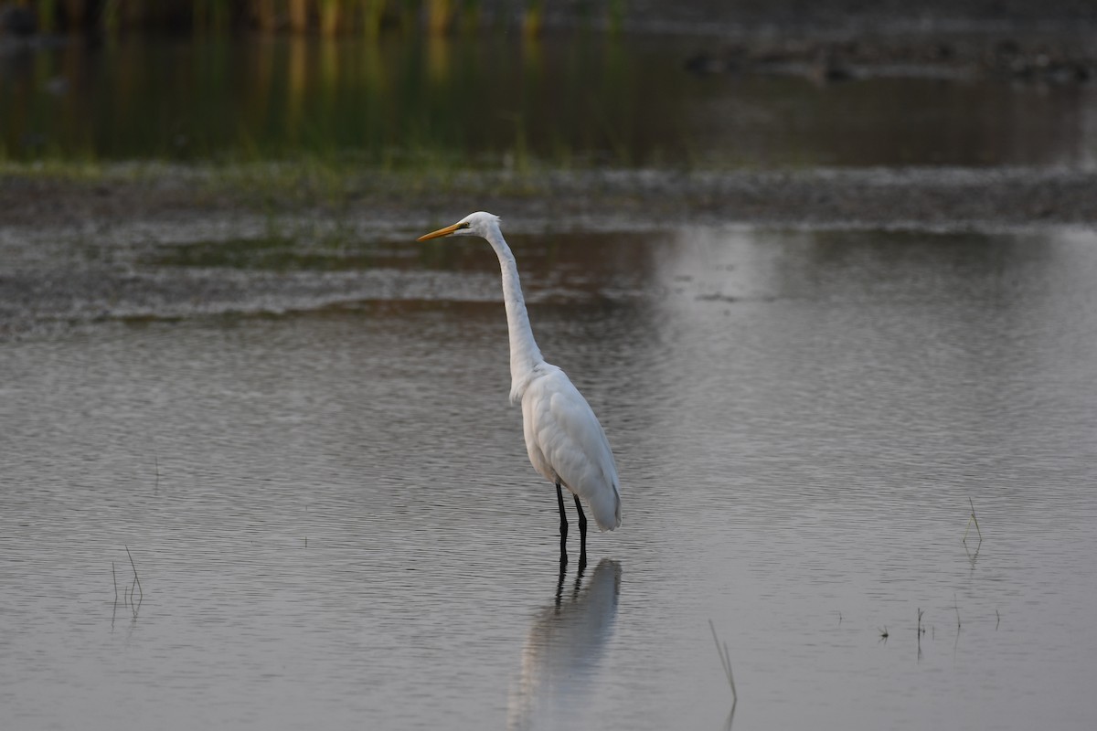 Большая белая цапля - ML645876948