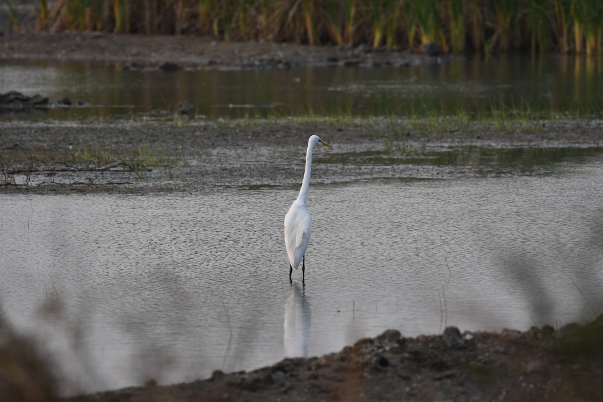Большая белая цапля - ML645876949