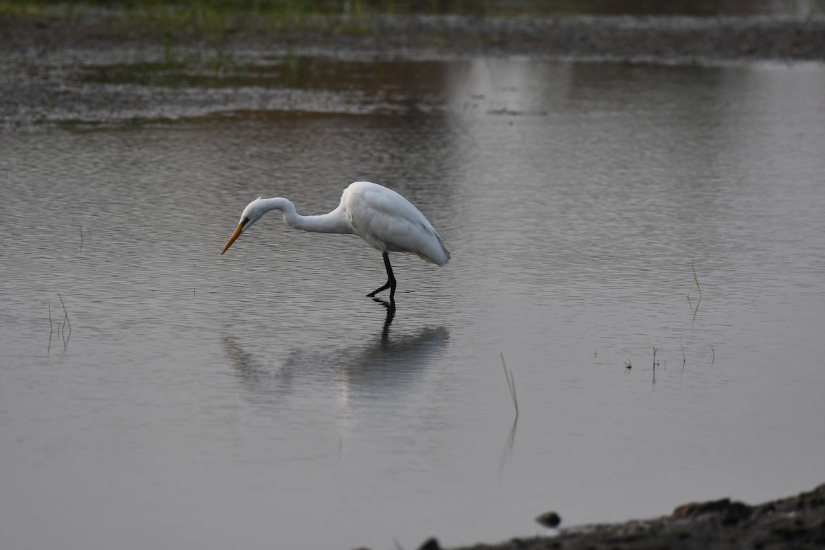 Большая белая цапля - ML645876952