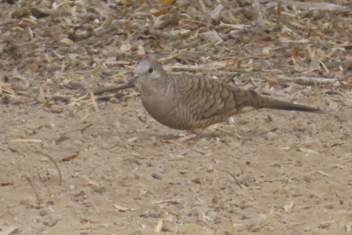 Инкская земляная горлица - ML645876957