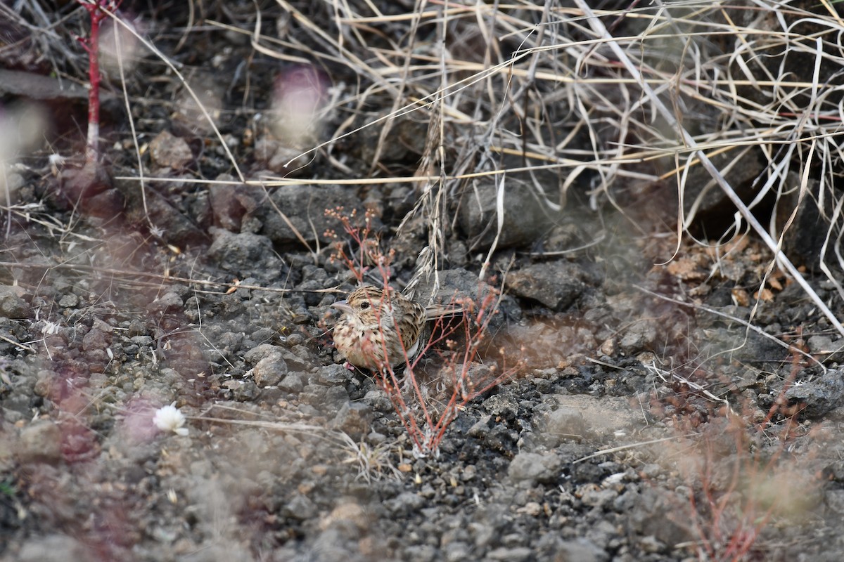 Hegatxabal ekialdetarra - ML645876971