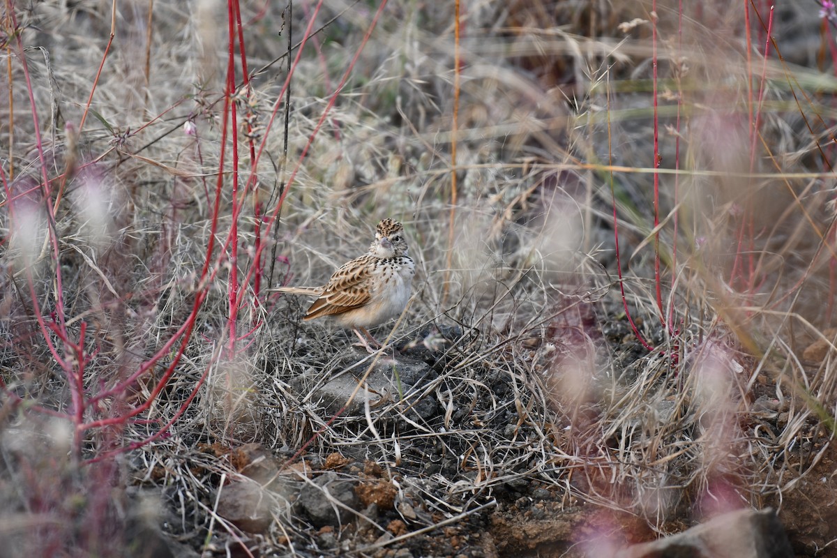 Hegatxabal ekialdetarra - ML645876972