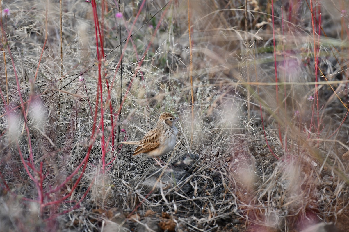 Hegatxabal ekialdetarra - ML645876973