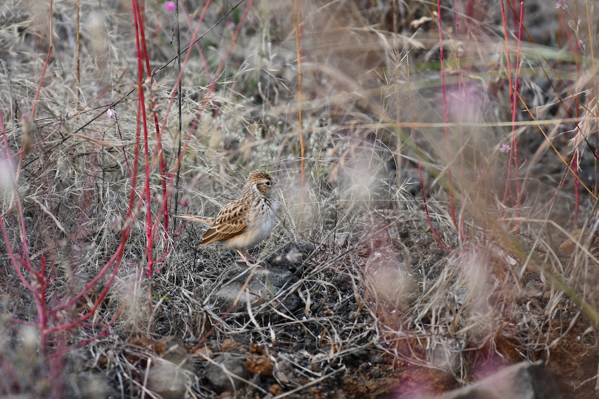 Hegatxabal ekialdetarra - ML645876974