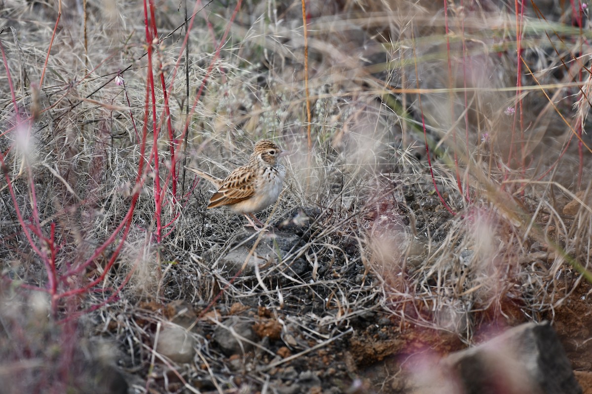 Hegatxabal ekialdetarra - ML645876975