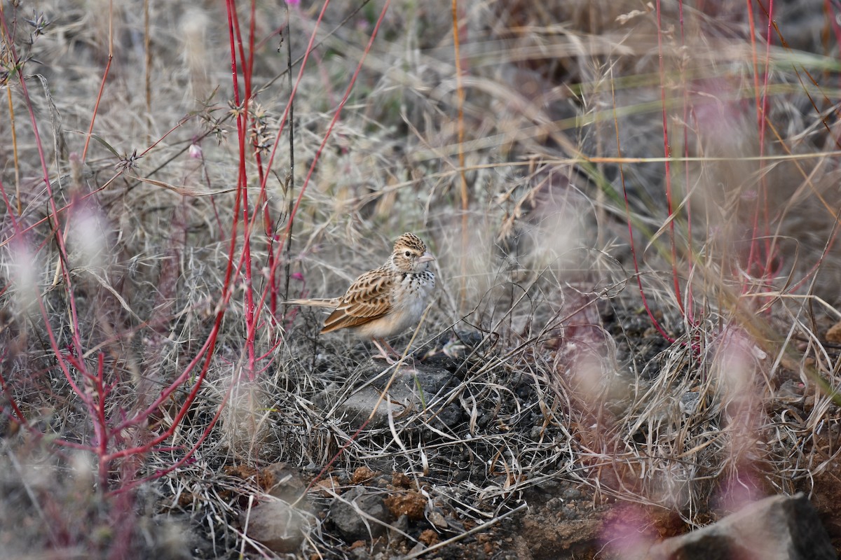 Hegatxabal ekialdetarra - ML645876976