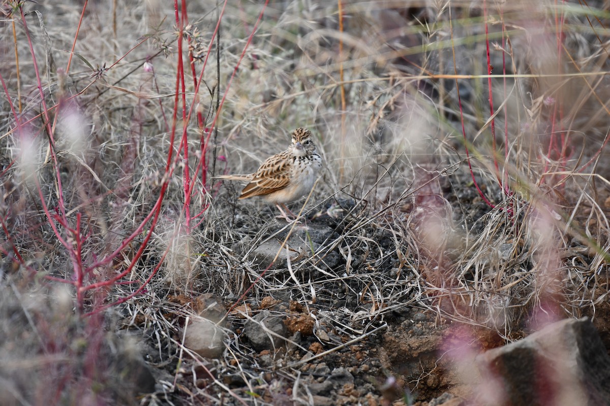 Hegatxabal ekialdetarra - ML645876977