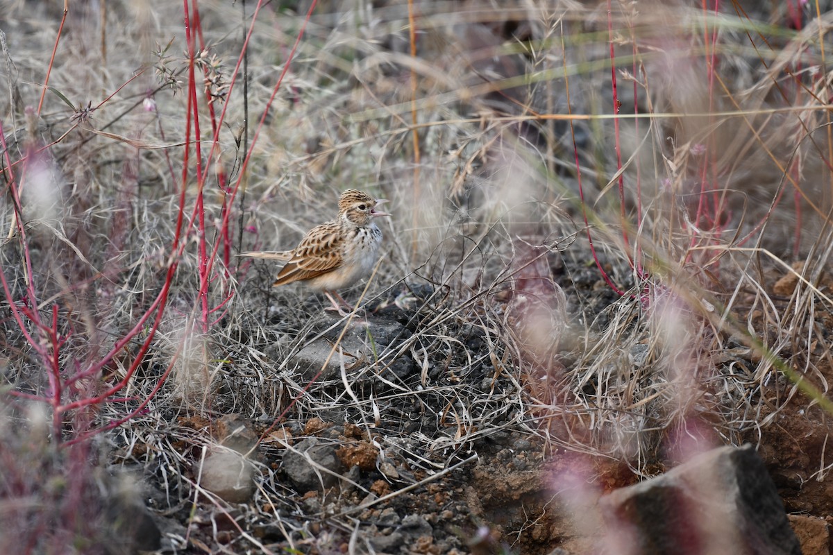 Hegatxabal ekialdetarra - ML645876978