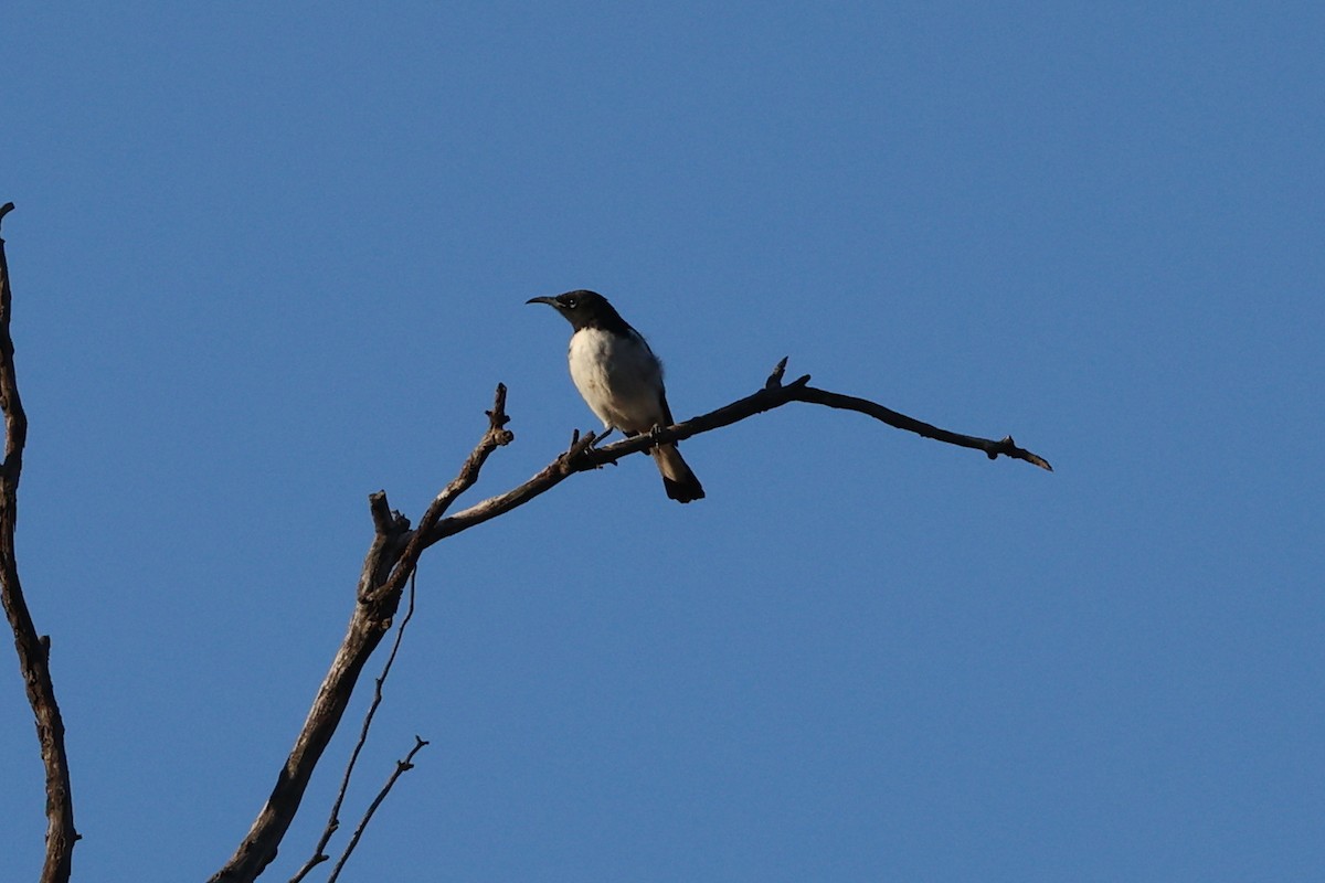 Pied Honeyeater - ML645876986