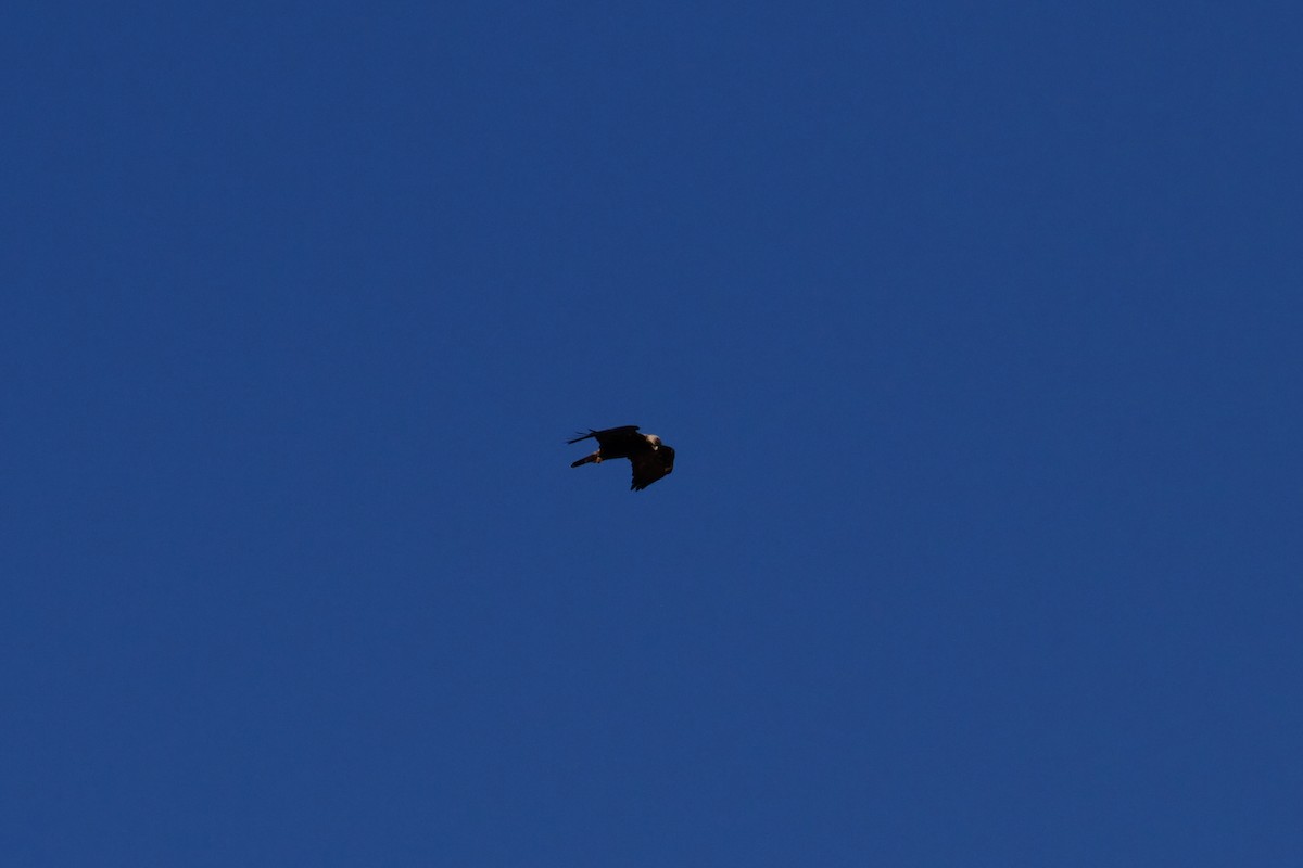 Eguzki-arrano eurasiarra - ML645876987