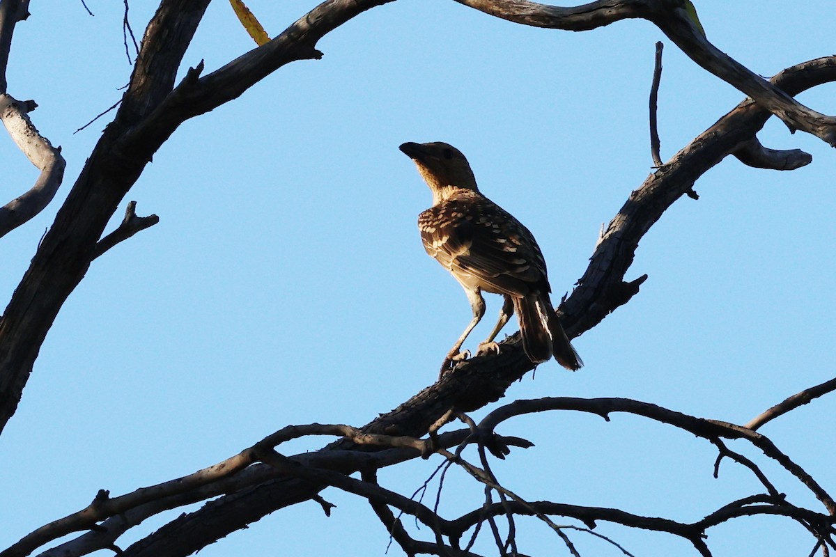 Spotted Bowerbird - ML645876988