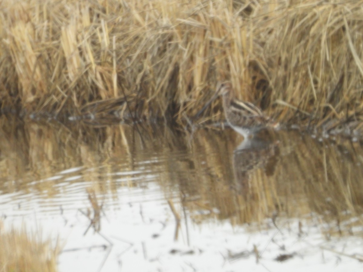 Wilson istingorra - ML645876989