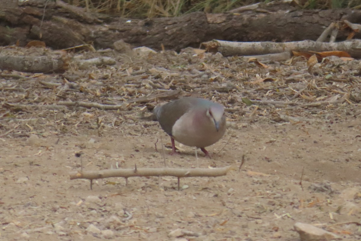 White-tipped Dove - ML645876990