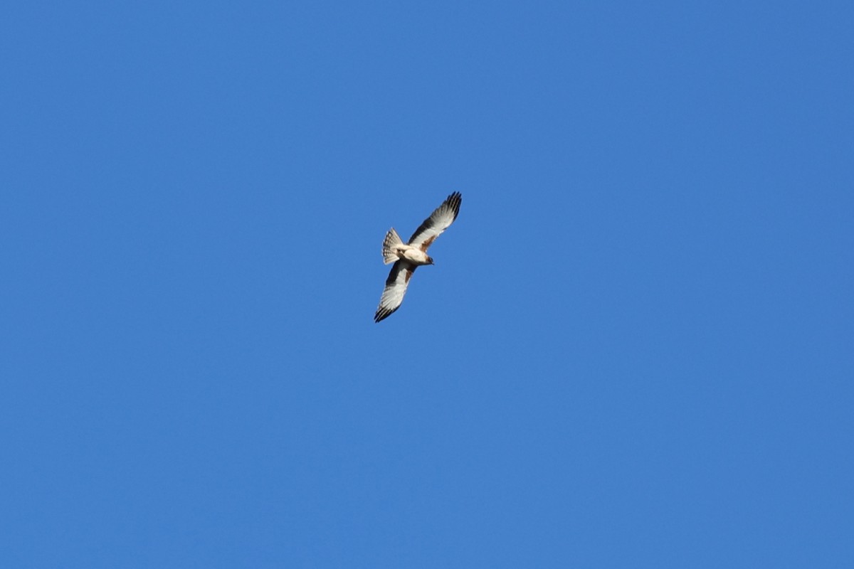 Little Eagle - ML645876991