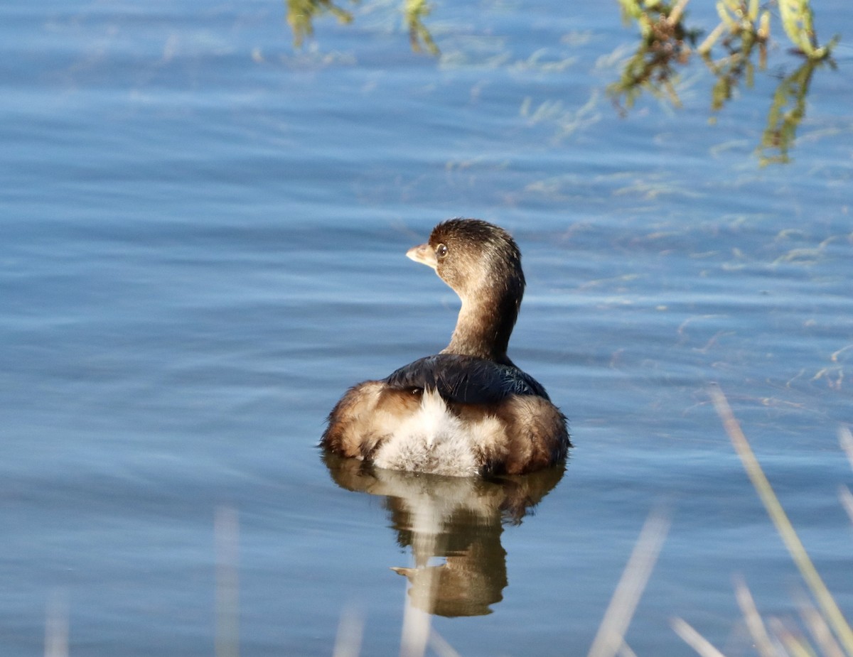 Txilinporta mokolodia - ML645876993