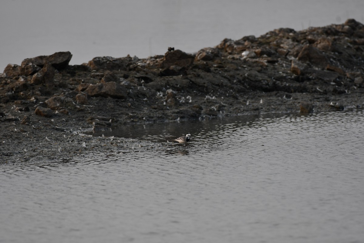 Buztanikara zuria - ML645876995