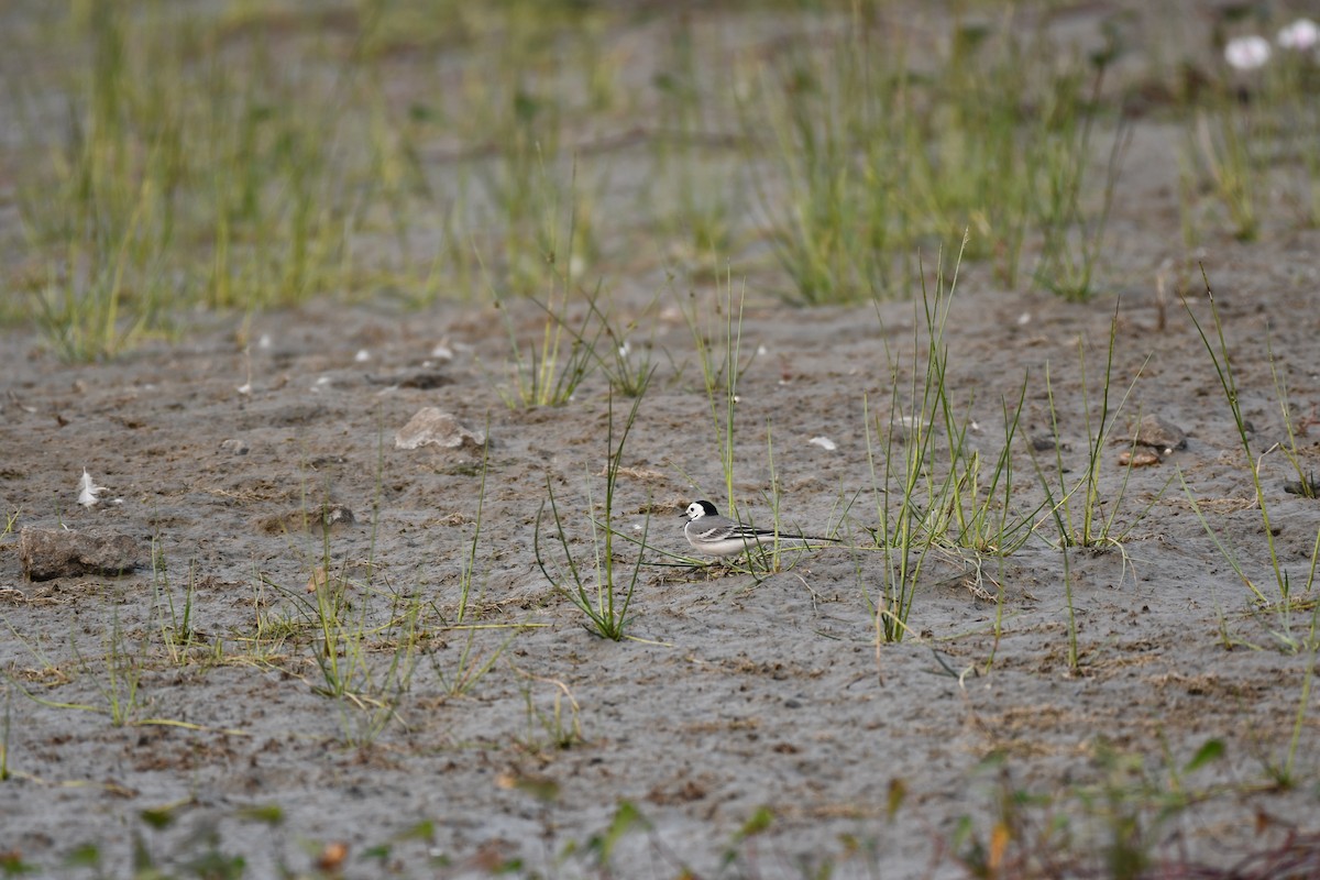 Buztanikara zuria - ML645876996