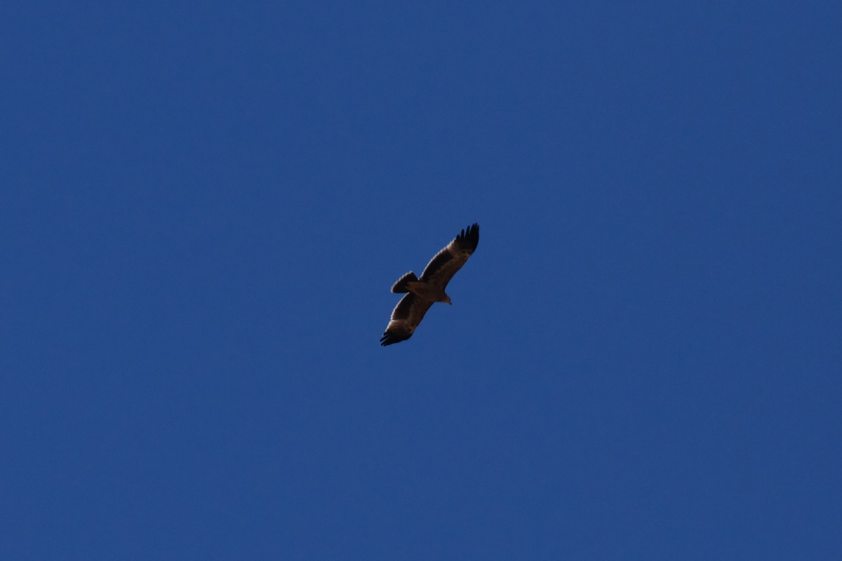 Eguzki-arrano eurasiarra - ML645876998