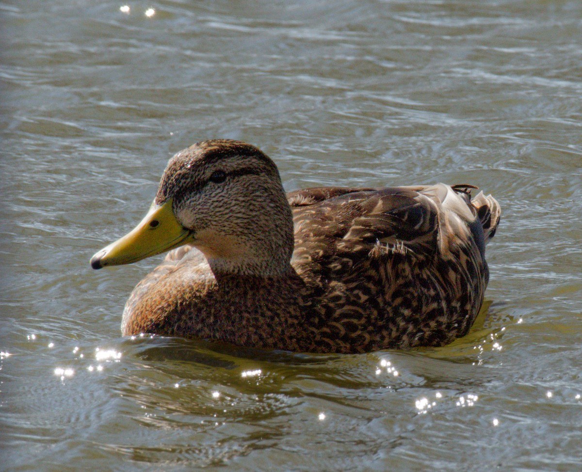 Ahate mexikarra - ML645876999