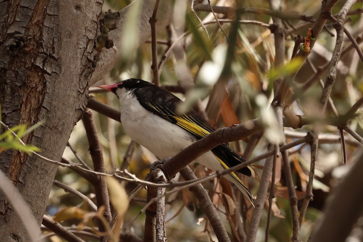 Painted Honeyeater - ML645877000