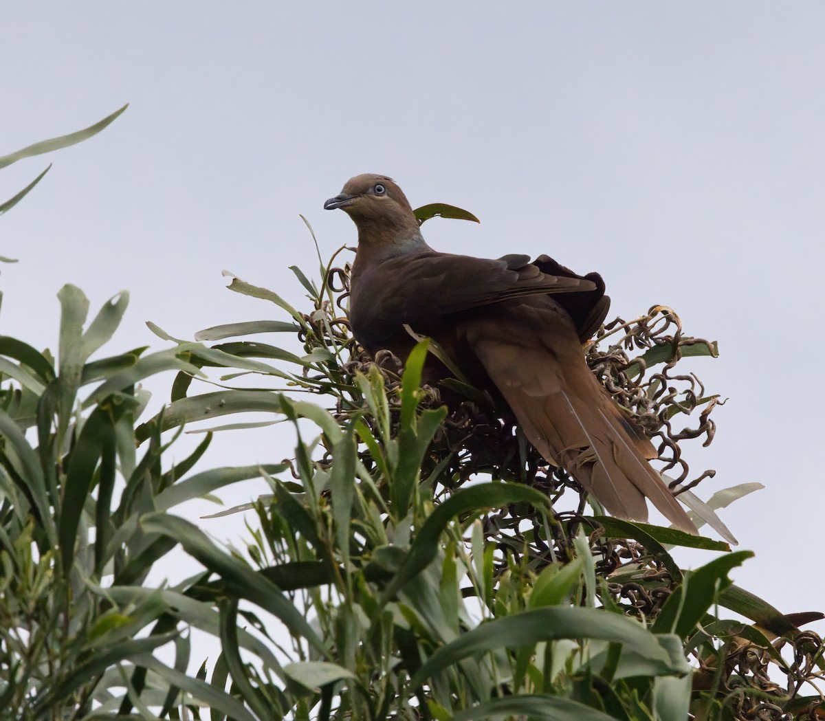 Brown Cuckoo-Dove - ML645877002