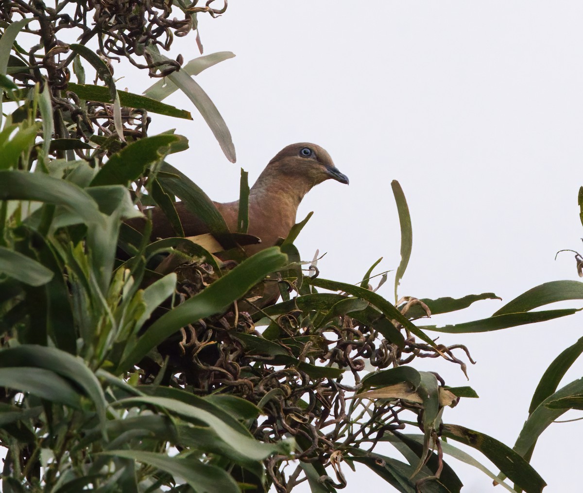 Brown Cuckoo-Dove - ML645877003