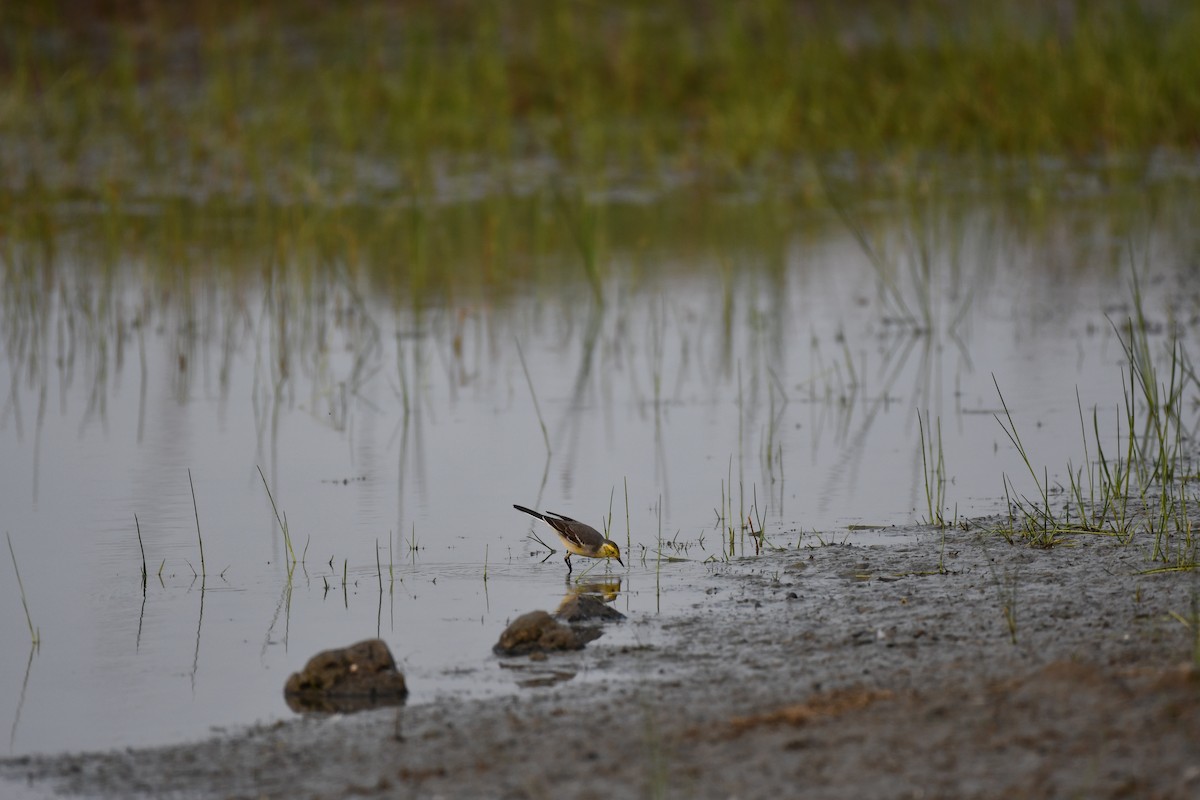 黃頭鶺鴒 - ML645877004