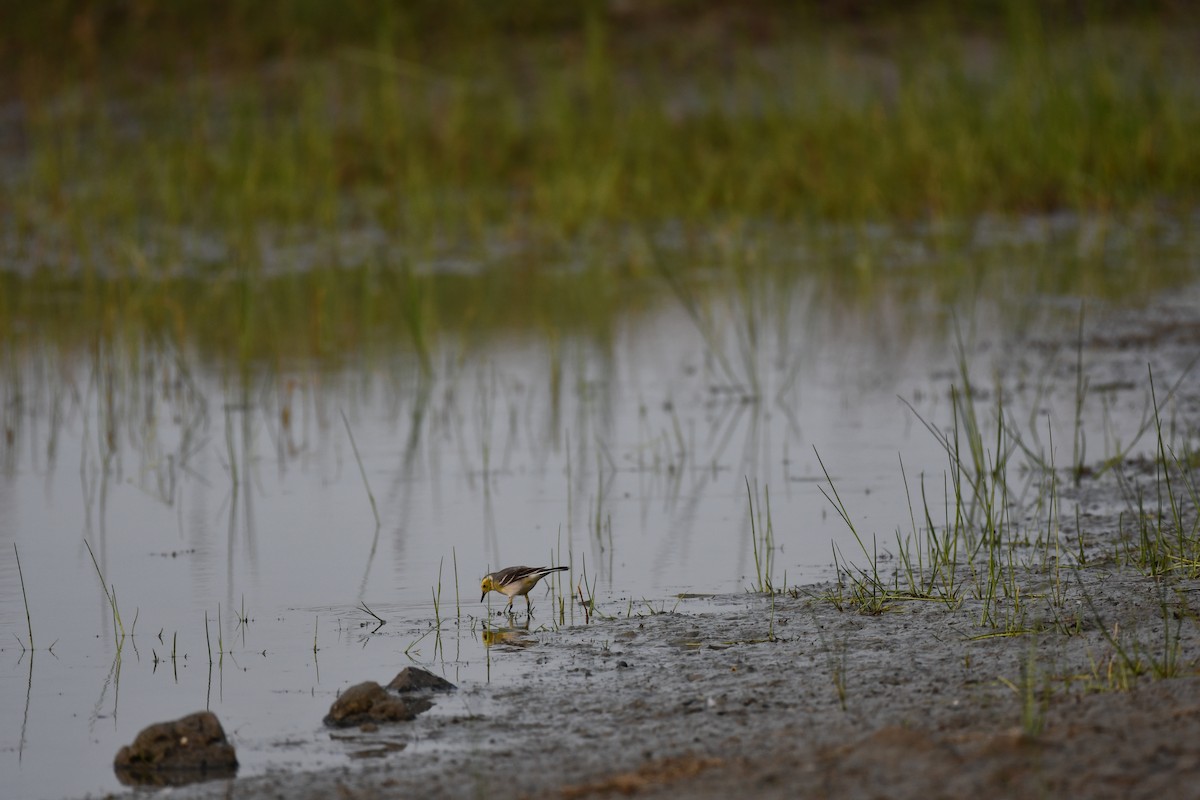 黃頭鶺鴒 - ML645877005