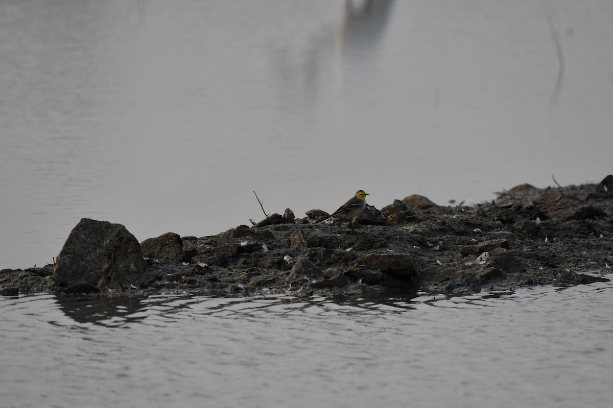 黃頭鶺鴒 - ML645877006